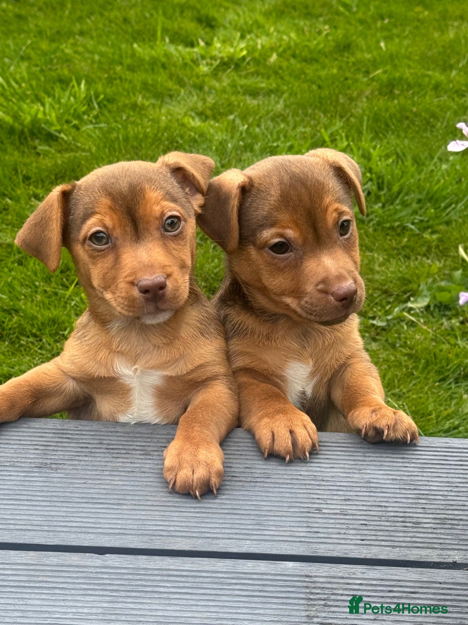 Jack Russell dogs 💙 REDUCED-Ready now- Beautiful JR Boys 💙 - Advert 1