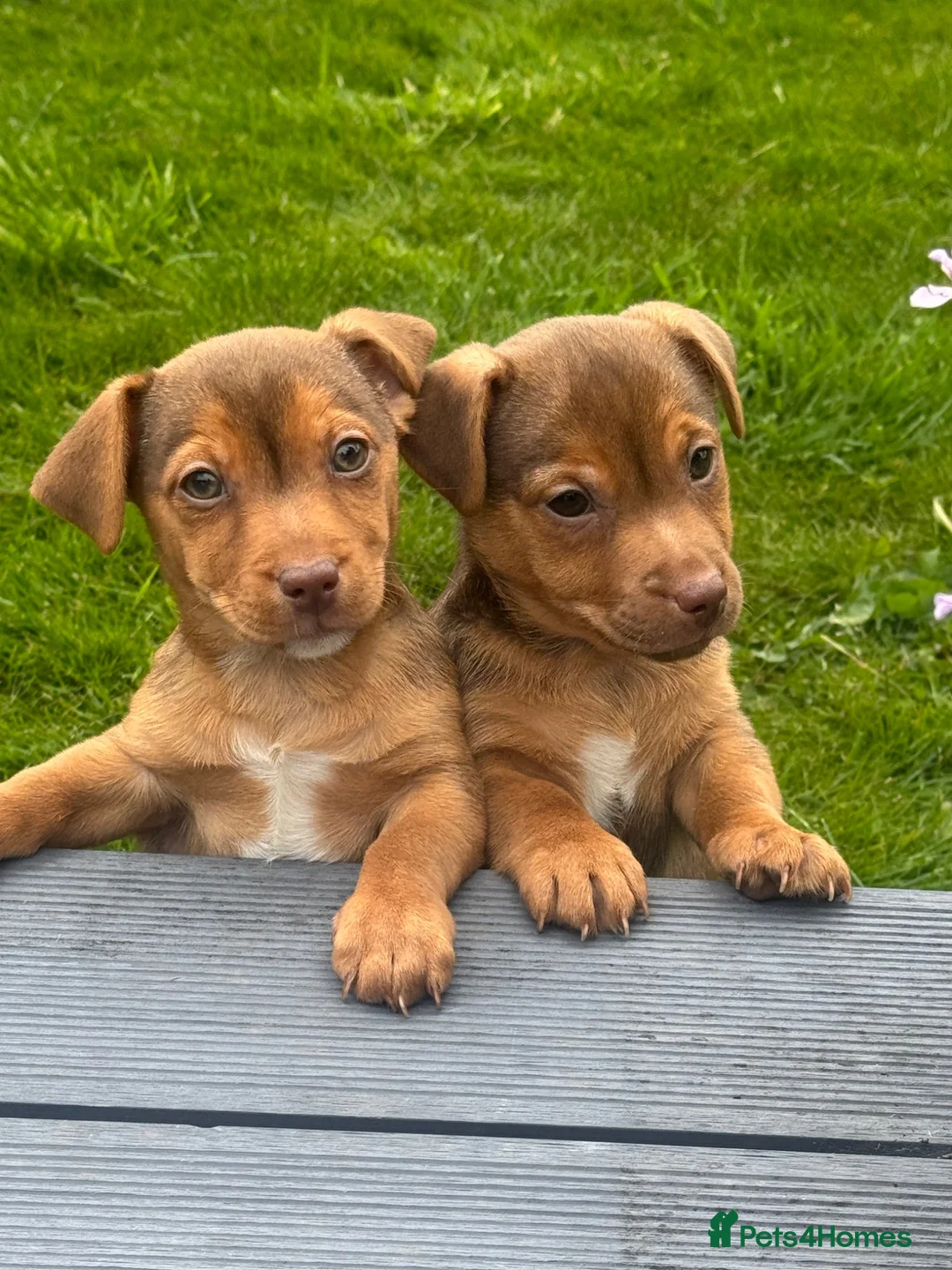 Jack Russell dogs for sale: 💙 REDUCED-Ready now- Beautiful JR Boys 💙 - Advert 1