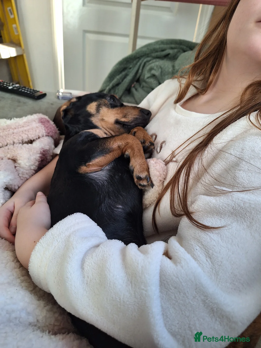 Mixed Breed dogs for sale: Looking for an amazing home - Advert 2