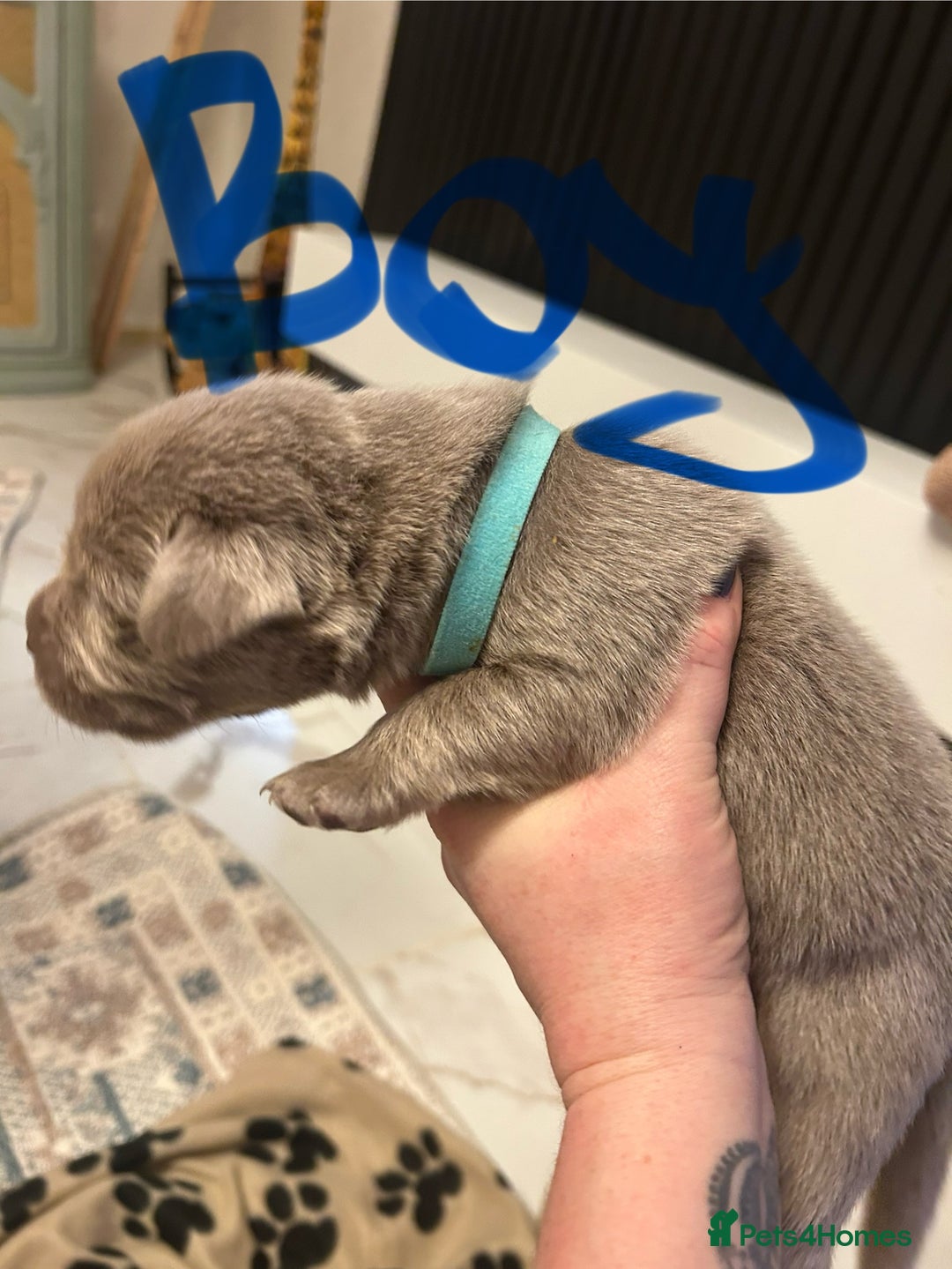 Labrador Retriever dogs for sale:  Silver Labrador retriver - Advert 11