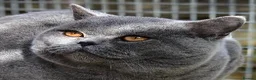 British Shorthair cats for sale: Adult British Blue's Available - Advert 5