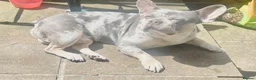 French Bulldog dogs for sale: French bulldog  in Gillingham - Advert 1
