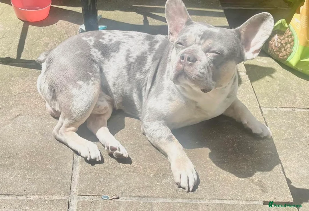French Bulldog dogs for sale: French bulldog  in Gillingham - Advert 1