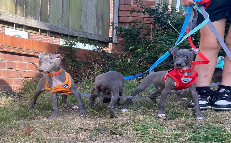 Italian Greyhound dogs - Advert 1