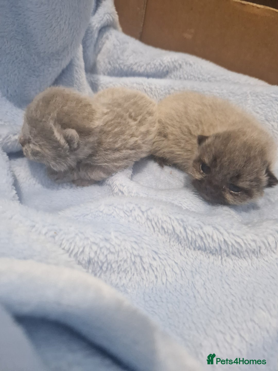 British Shorthair cats for sale: British Shorthair Kittens - Image 3