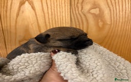 Border Terrier dogs for sale: Gorgeous Border Terrier Puppies looking for homes - Image 22