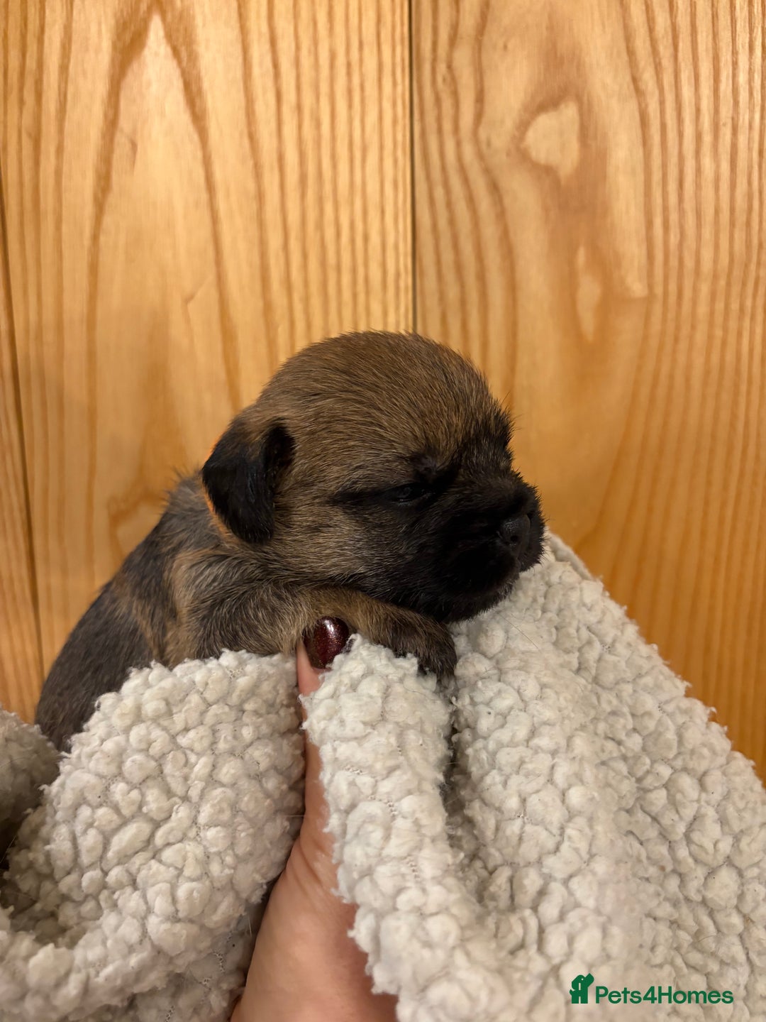 Border Terrier dogs for sale: Gorgeous Border Terrier Puppies looking for homes - Image 22