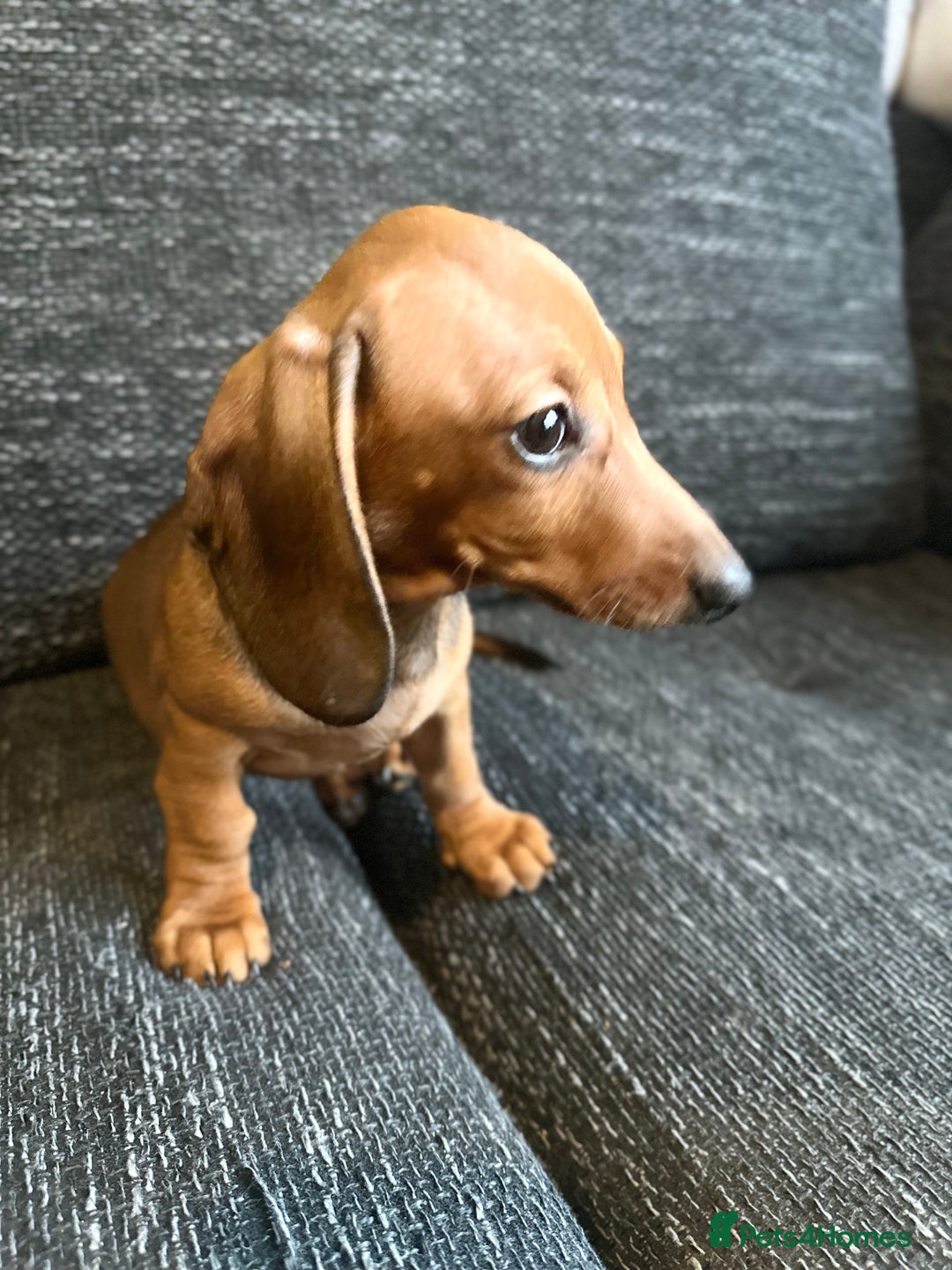 Miniature Dachshund dogs for sale: Miniature dachshunds girls  - Advert 2