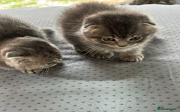 Scottish Fold cats for sale: 🐾Playful Male & Female Scottish Fold Kittens🐾 - Image 11