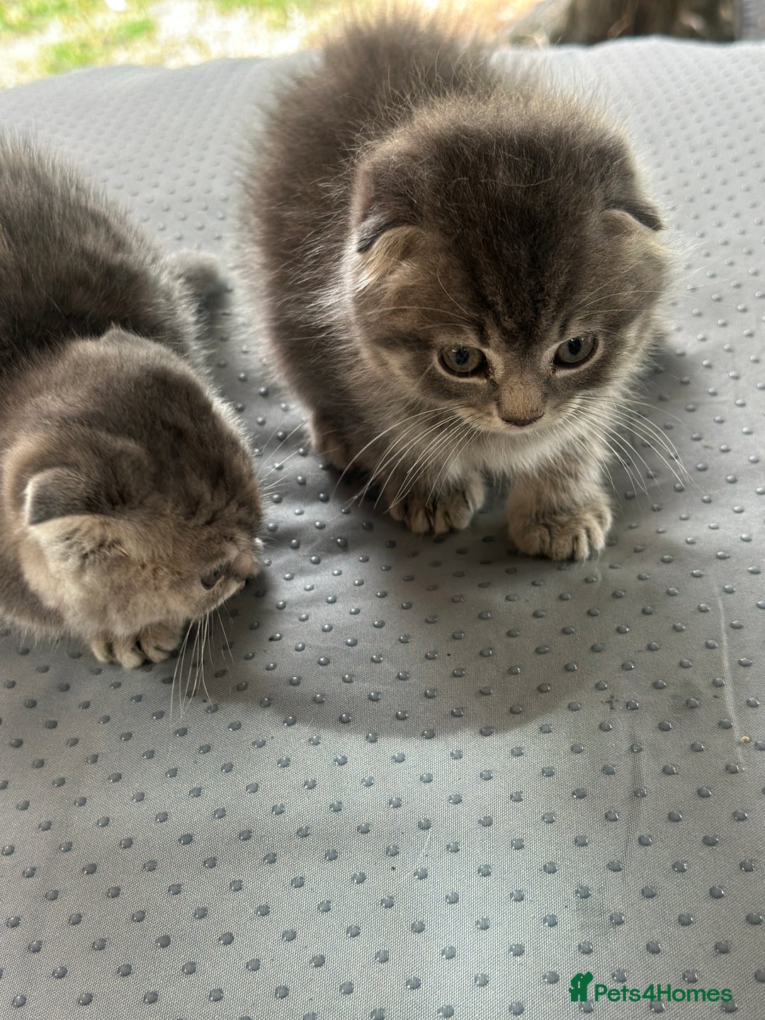 Scottish Fold cats for sale: 🐾Playful Male & Female Scottish Fold Kittens🐾 - Image 11