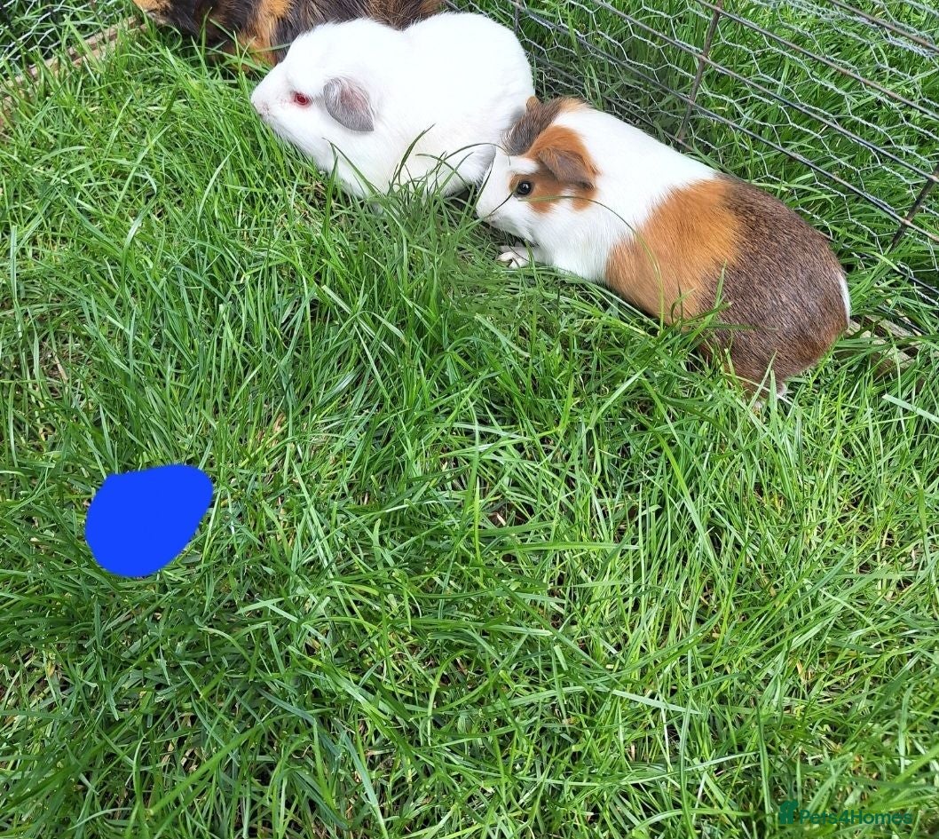Guinea Pig rodents Male and female guinea pigs for sale  - Advert 6