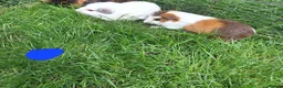 Guinea Pig rodents for sale: 3 Males only left guinea pigs for sale  - Advert 6