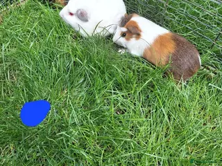 Guinea Pig rodents Male only left guinea pigs for sale - Advert 12