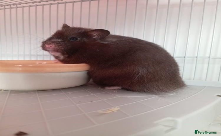 Hamster rodents - Advert 10