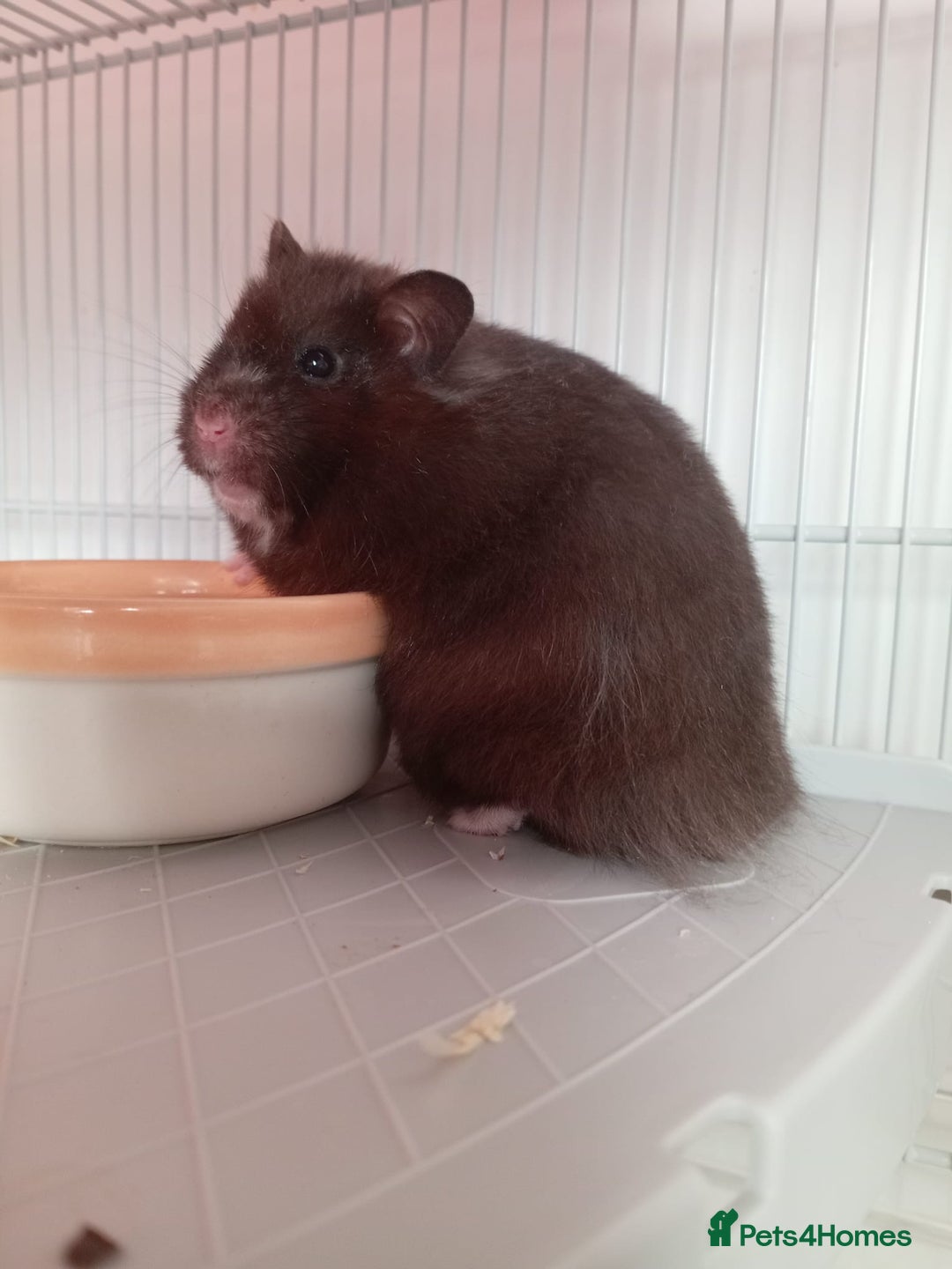 Hamster rodents for sale: Biscuit the hamster - Image 1