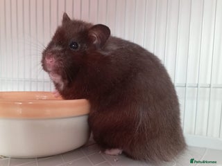 Hamster rodents - Advert 5