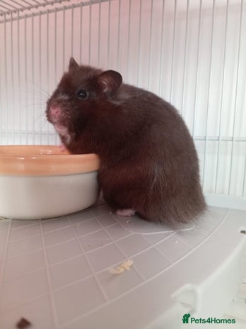 Hamster rodents - Advert 4