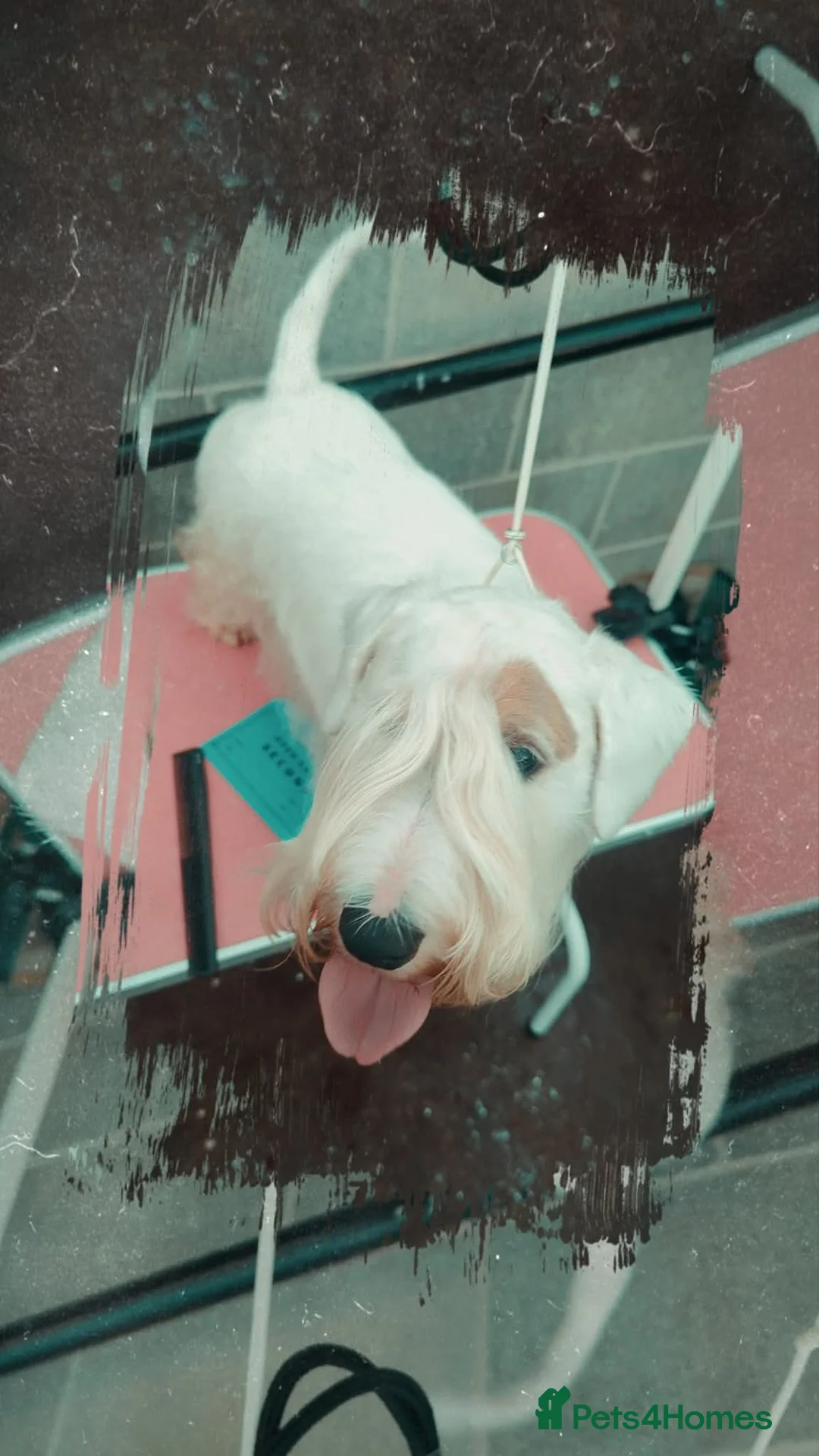 Sealyham Terrier dogs for stud: Sealyham Terrier Stud Dog - Advert 4