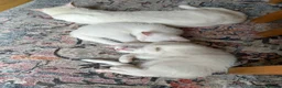 Mixed Breed cats for sale: Boy and a girl  - Advert 4