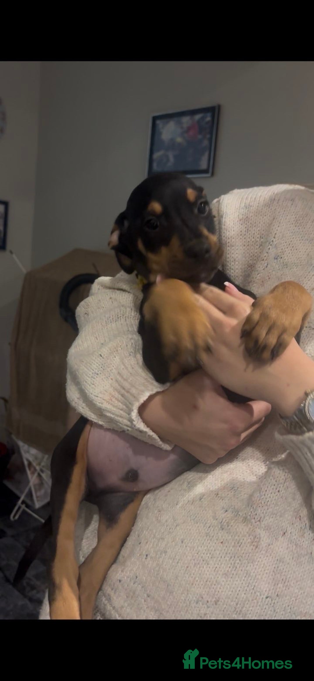 Mixed Breed dogs for sale: Puppy’s available  - Advert 18