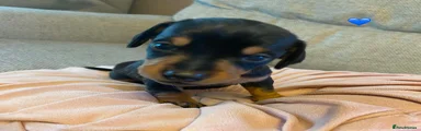 Dachshund 1