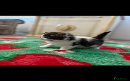 Mixed Breed cats for sale: Beautiful kittens for sale  - Image 6