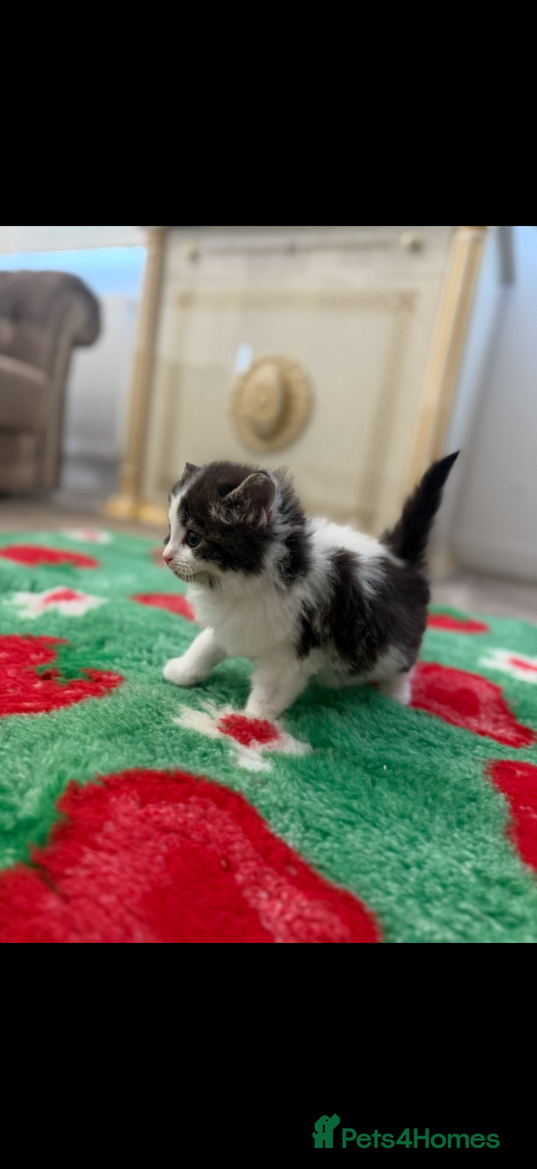 Mixed Breed cats for sale: Beautiful kittens for sale  - Image 6