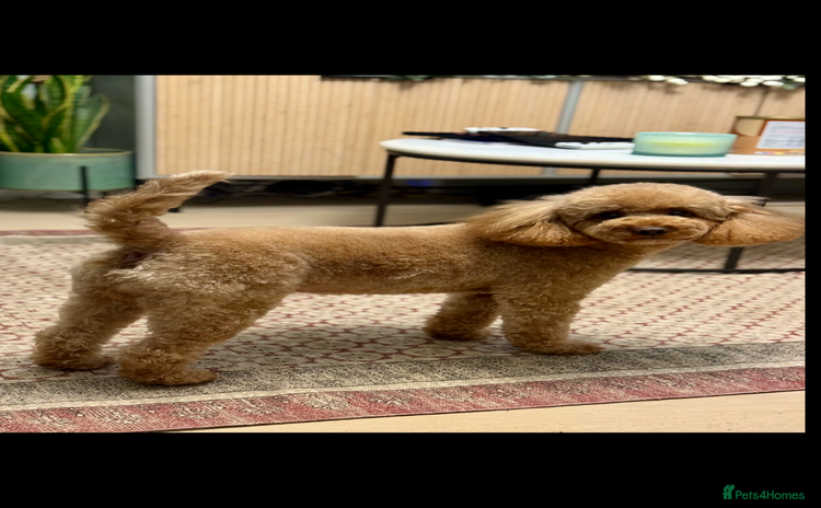 Toy Poodle dogs - Advert 4