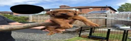 Labrador Retriever dogs for sale: Dark fox red Labrador puppies in Newcastle upon Tyne - Advert 11