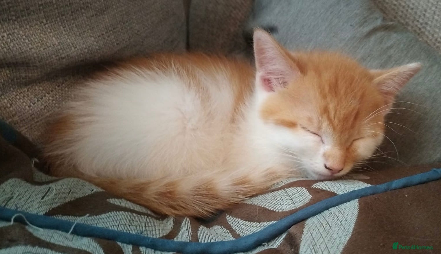 Mixed Breed cats Last 2 little ones ready for their forever home - Advert 5