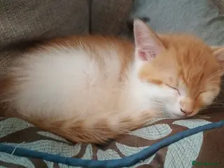 Mixed Breed cats Last 2 little ones ready for their forever home - Advert 5