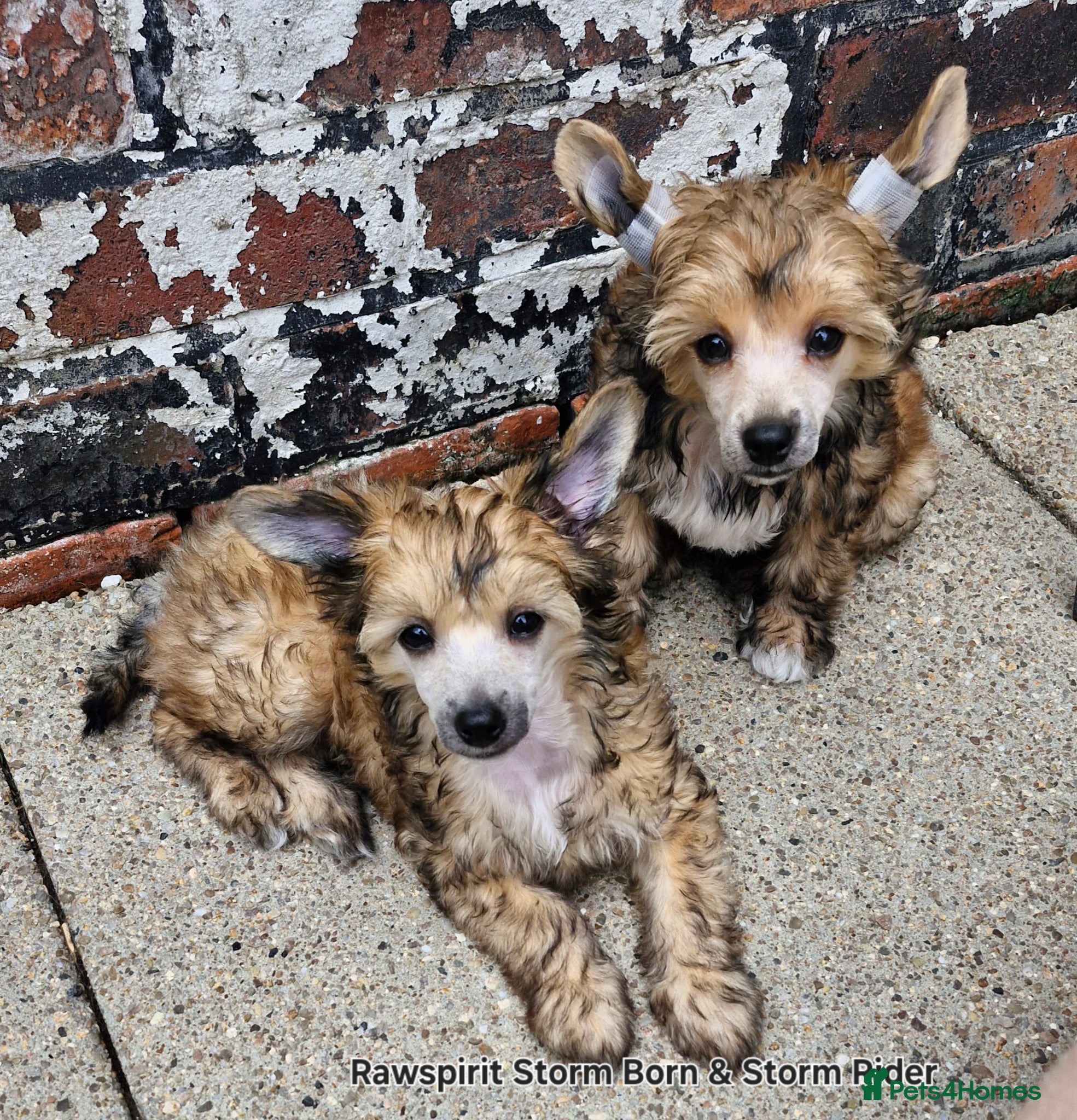 Chinese Crested dogs Boy and girl available  - Advert 1