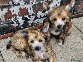 Chinese Crested dogs Boy and girl available - Advert 2