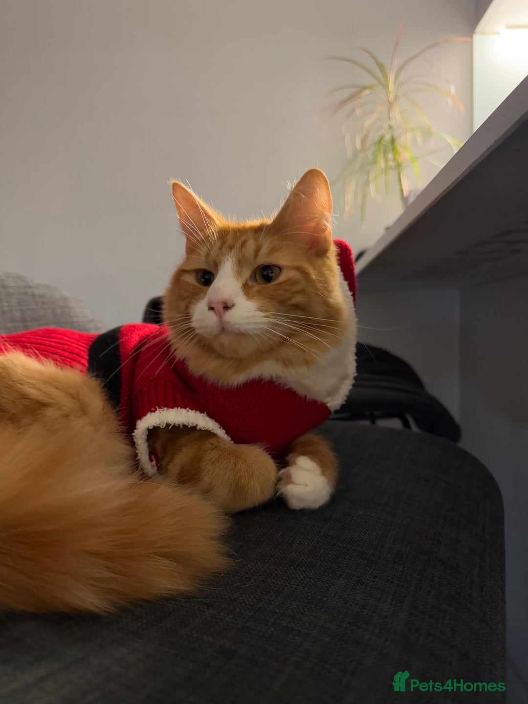 Mixed Breed cats for sale: Mix Maine Coon - Image 3