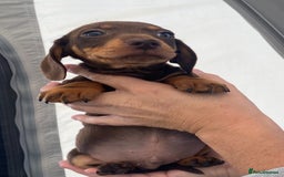 Dachshund dogs for sale: Dachshund puppies  - Image 16