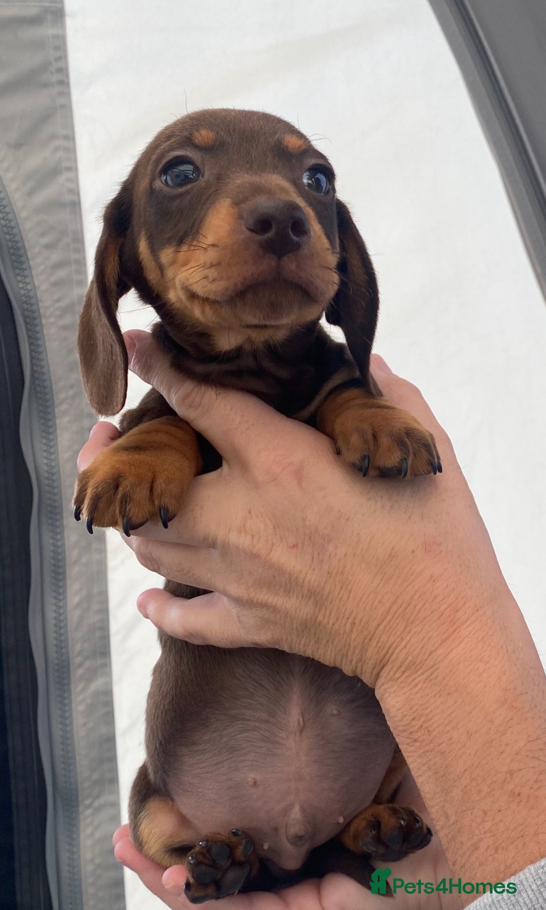 Dachshund dogs for sale: Dachshund puppies  - Image 16