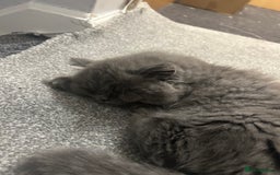 British Longhair cats for sale: British long hair x long hair  - Image 6