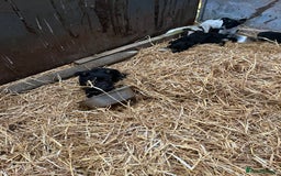 Border Collie dogs for sale: 5beautiful border collie puppies - Image 3