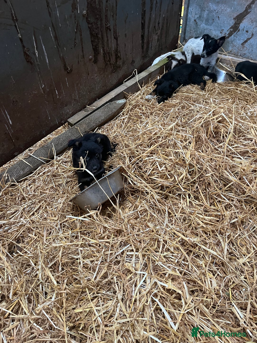 Border Collie dogs for sale: 5beautiful border collie puppies - Image 3