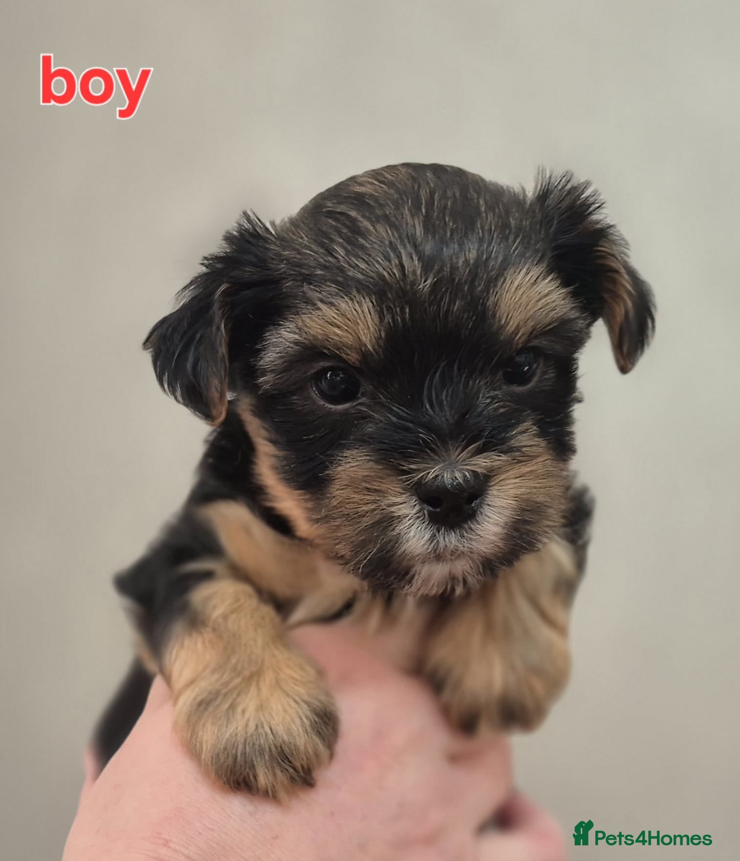 Biewer Terrier dogs Yorkshire Biewier terrier  - Advert 2