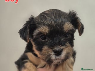 Biewer Terrier dogs Yorkshire Biewier terrier - Advert 16