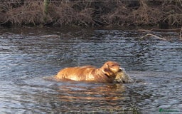 Golden Retriever dogs for sale: Gorgeous dark golden litter - Image 12