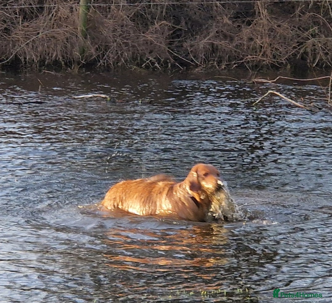 Golden Retriever dogs for sale: Gorgeous dark golden litter - Image 12