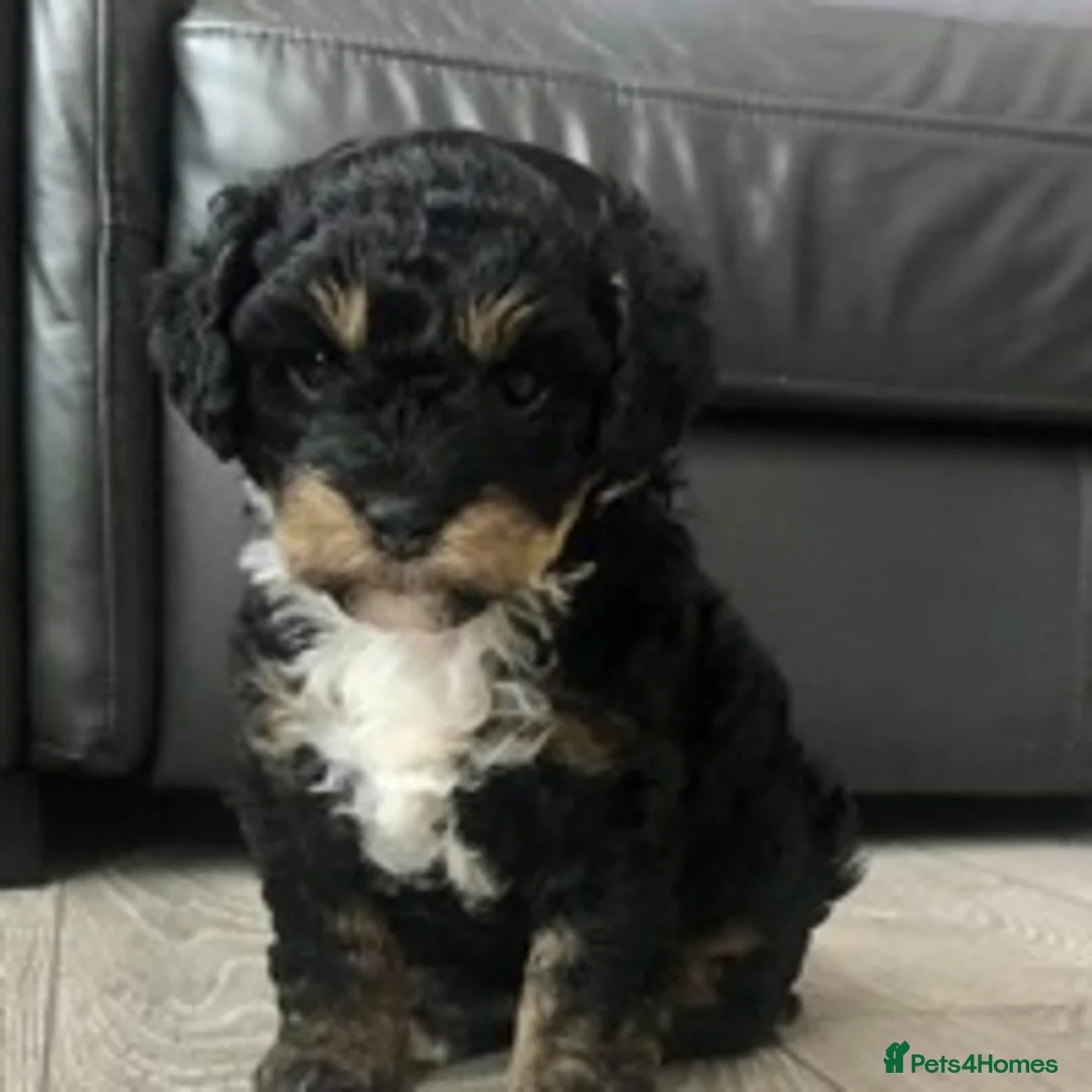 Miniature Poodle dogs for stud: 🏆PROVEN🏆 sable miniature poodle health tested in Havant - Advert 17