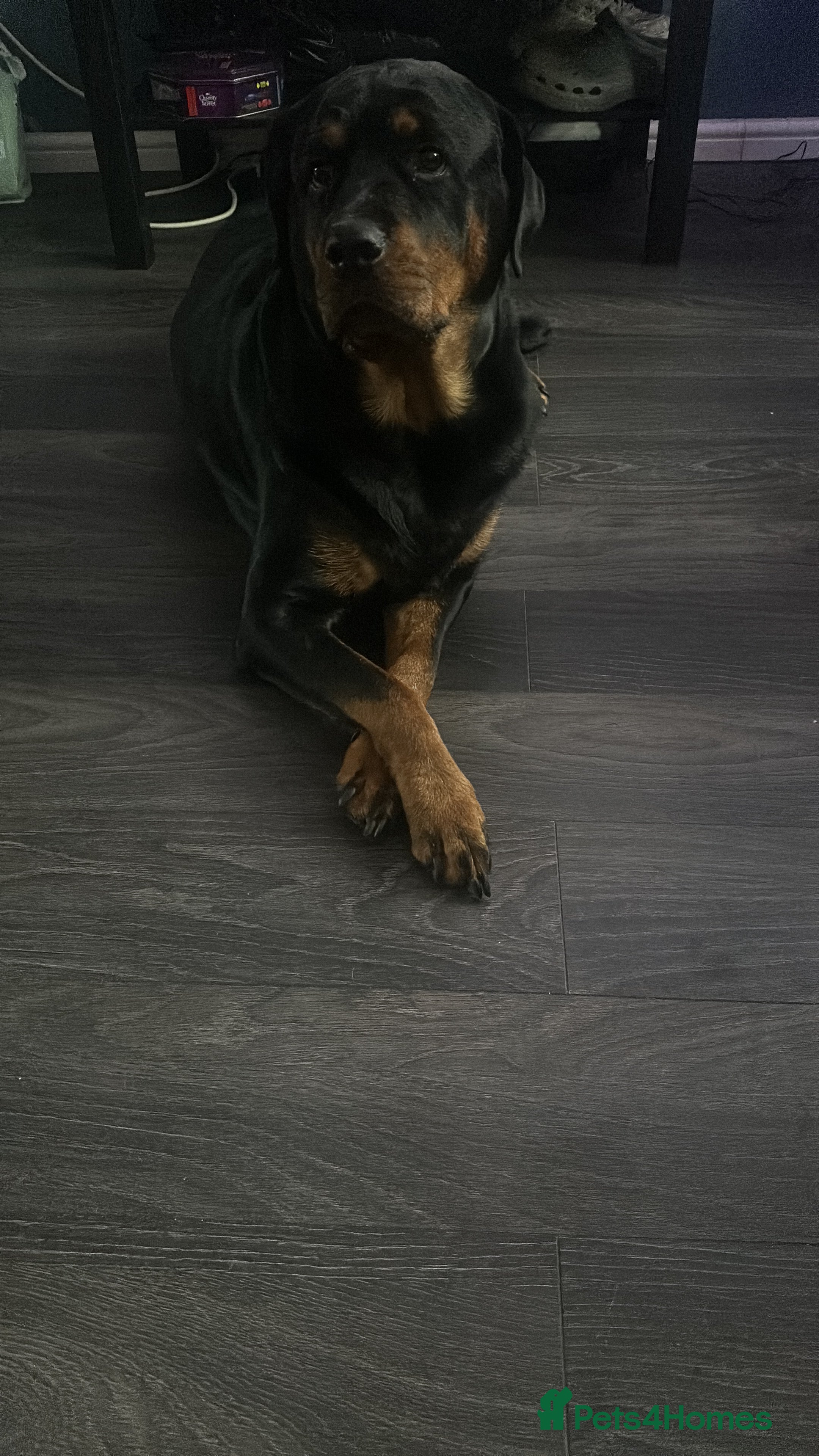 Rottweiler dogs Beautiful Rottweiler puppies 🐶  - Advert 1