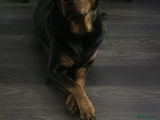 Rottweiler dogs Beautiful Rottweiler puppies 🐶 - Advert 6