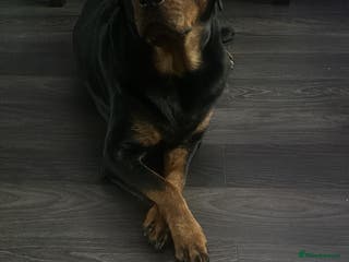 Rottweiler dogs Beautiful Rottweiler puppies 🐶 - Advert 7