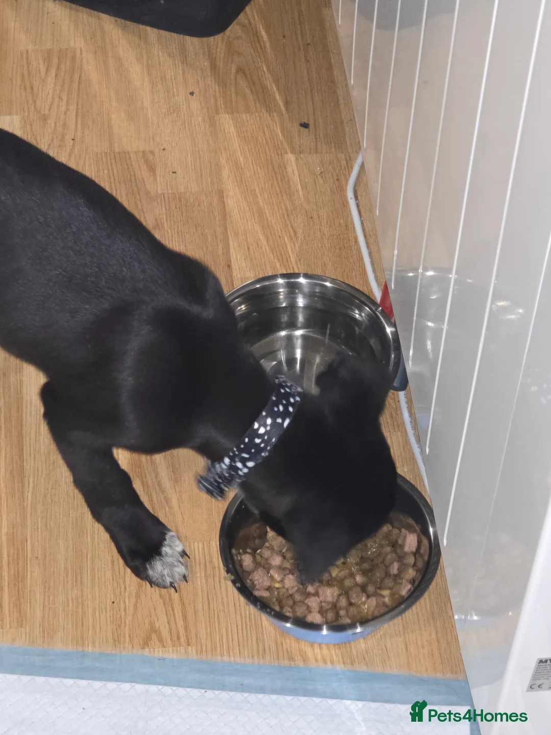 Mixed Breed dogs for sale: Cane corso hybrid Akita's - Advert 2