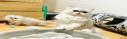 Persian cats for sale: Stunning Persian chinchilla kittens  - Advert 10