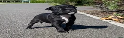 Staffordshire Bull Terrier dogs for sale: King Fury Puppies  in Liverpool - Advert 21